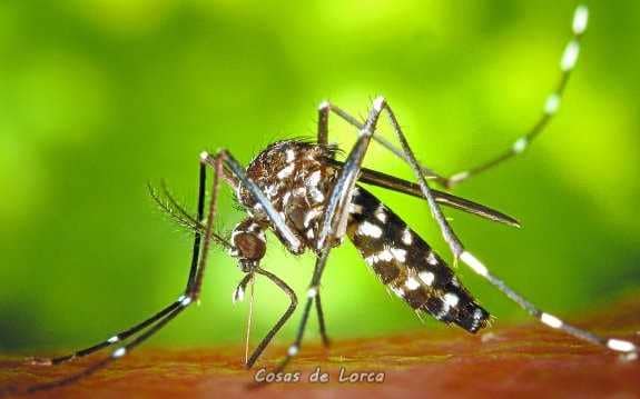 MOSQUITO TIGRE