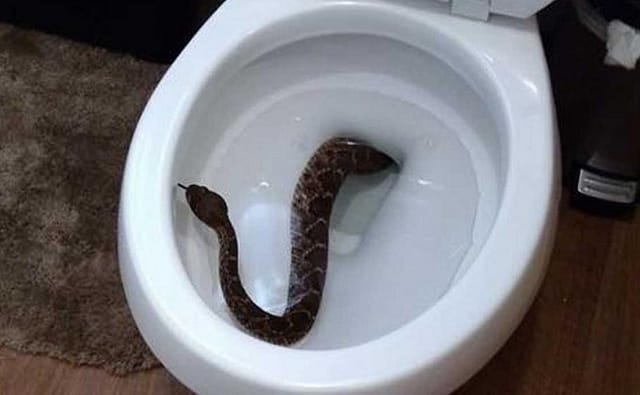 PYTON EN WC LORCA