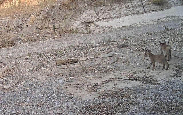 Una nueva camada de lince ibérico detectada, refuerza el éxito del programa europeo Life LynxConnect