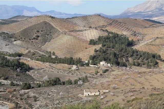 PEDANIA JARALES LORCA