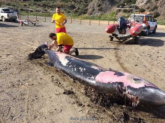 Aparece un cetáceo muerto en cala del Garrobillo Lorca